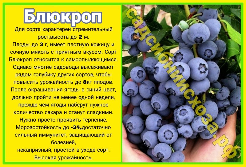 блюкроп