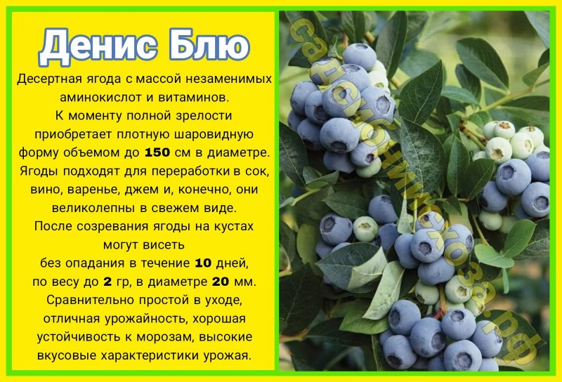 денис блю