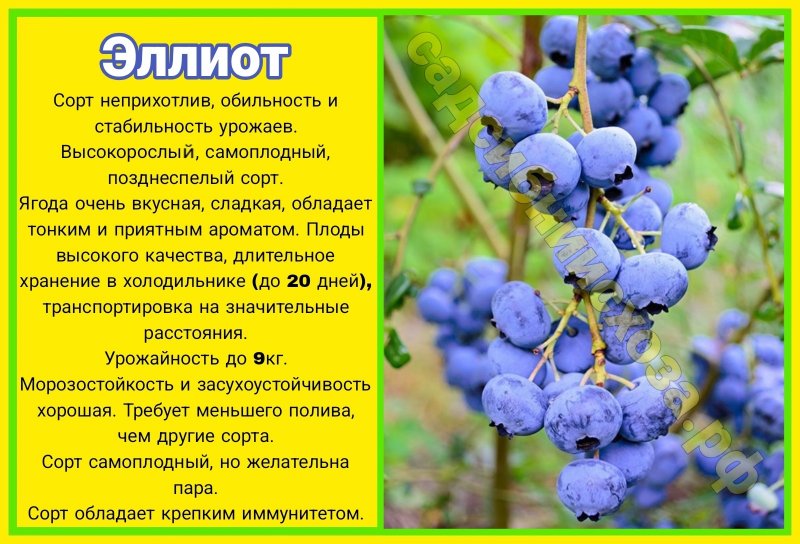 эллиот