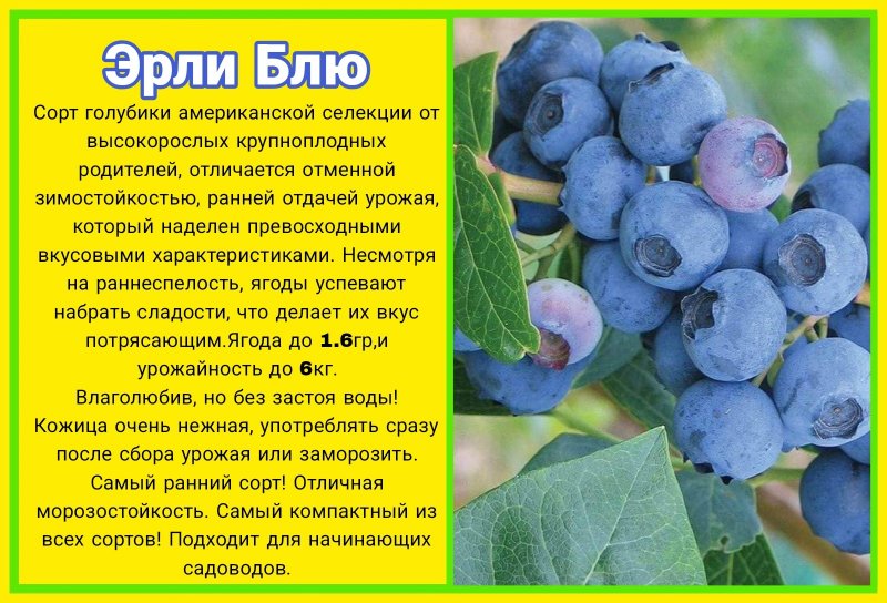 эрли блю