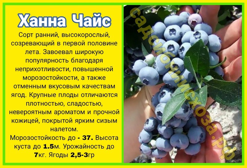 ханна чайс