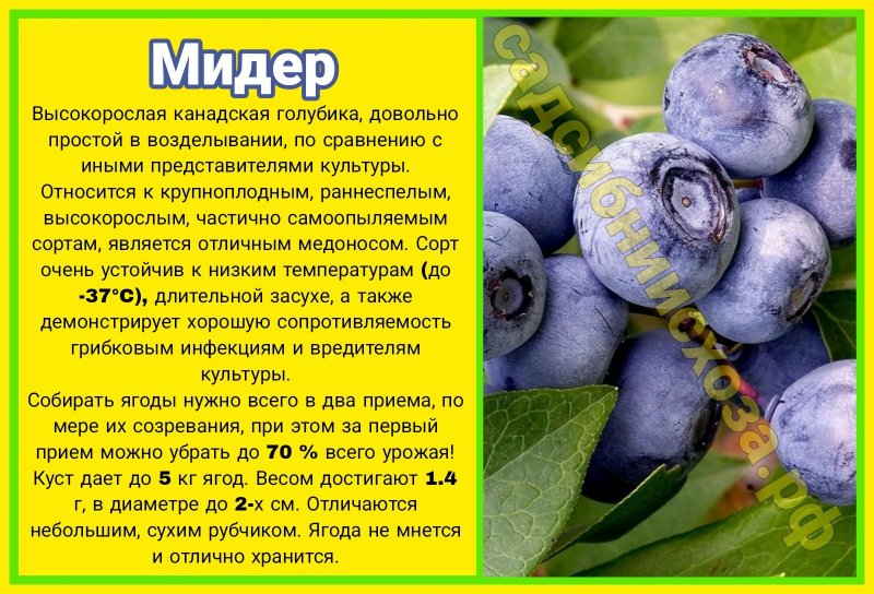 мидер