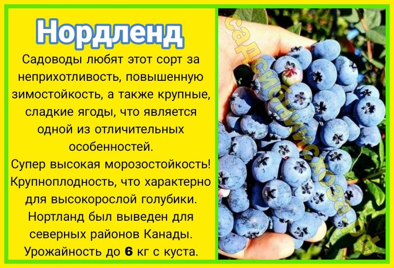 нордленд