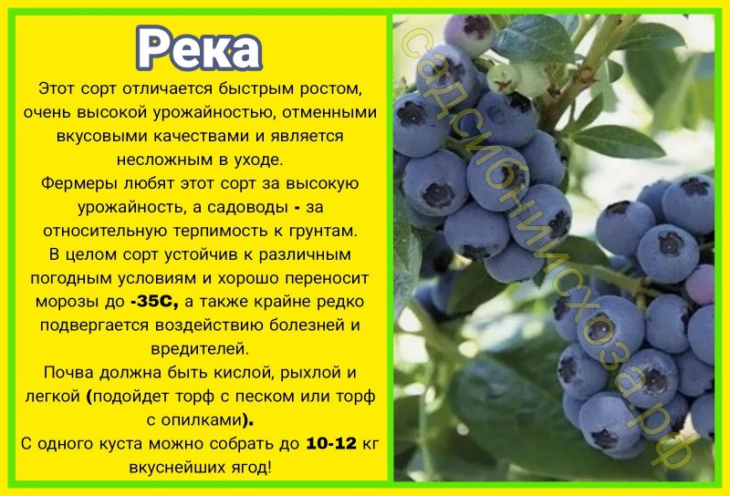 река