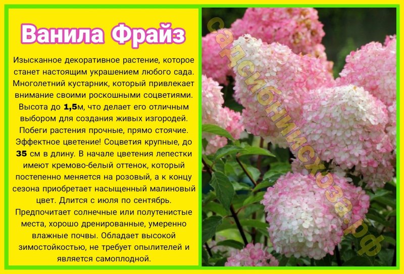 Ванила фрайз
