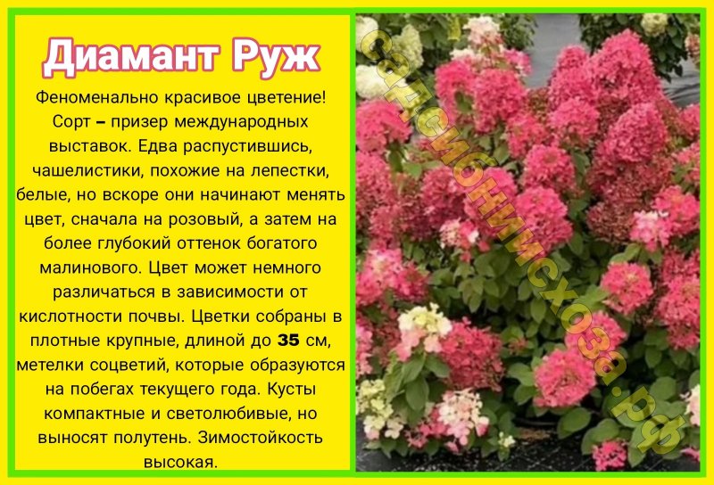 диаманд руж