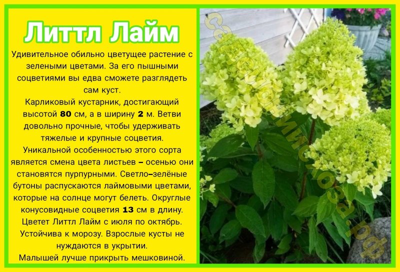 дитл лайм