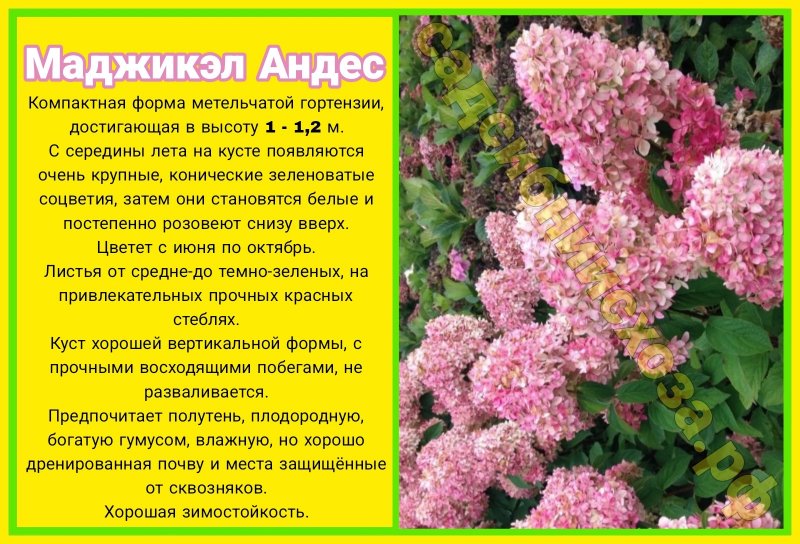 маджикал андэрс