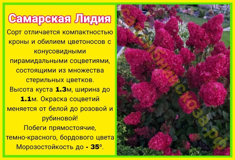 самарская лидия